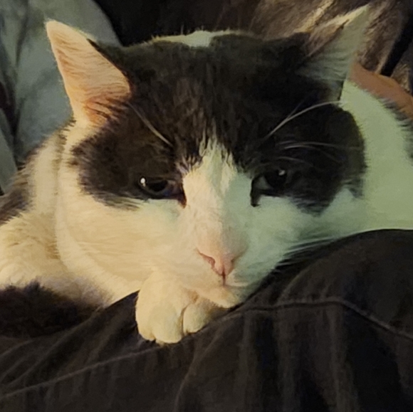 Meet your Posher, Bailey - Picture 2 of 2